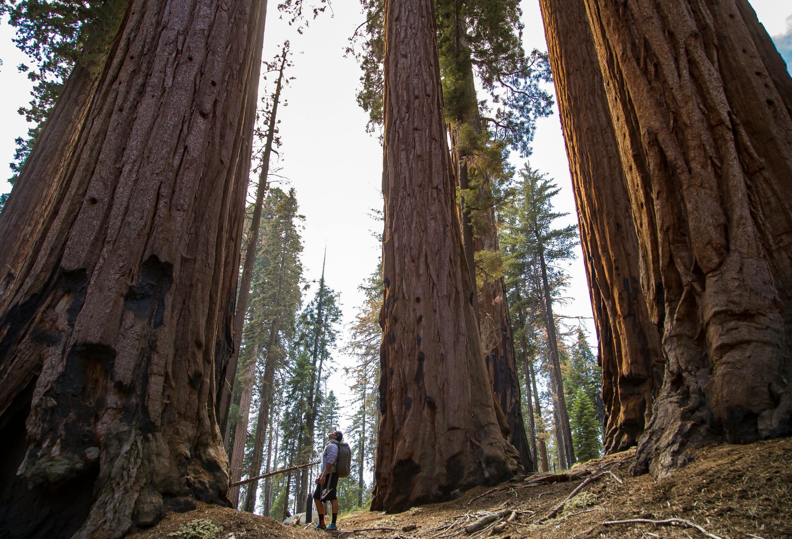 Yosemite Summer Vacation - Giant Sequoias
